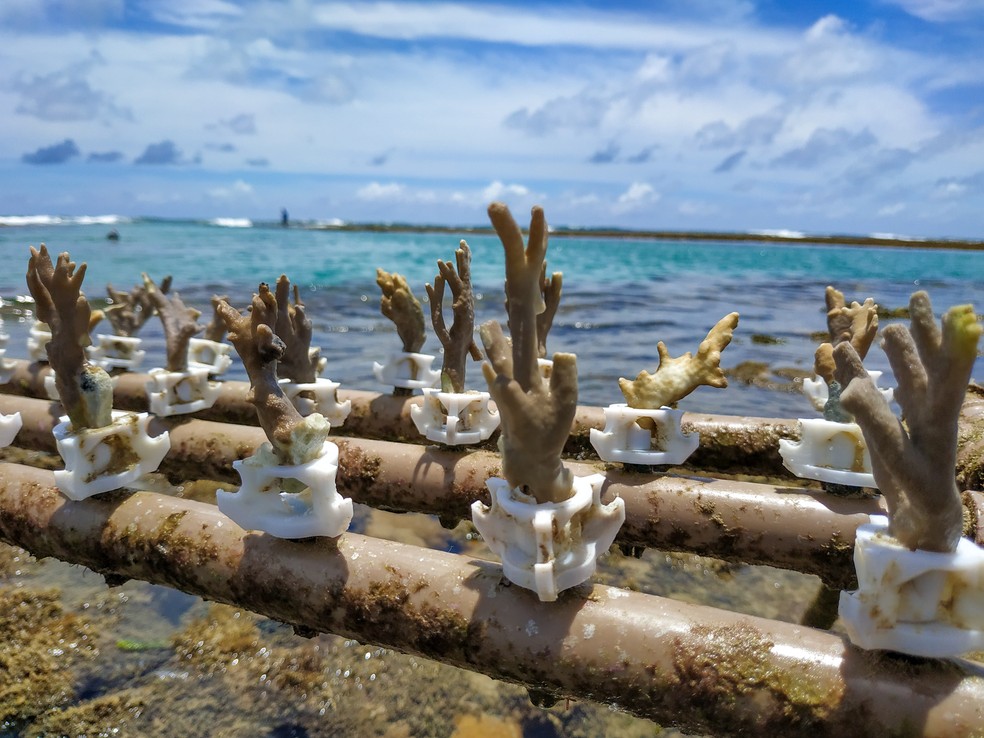 Mesa de cultivo da Biofábrica de Corais: preparo e fixação de fragmentos de corais em "berços". — Foto: Divulgação