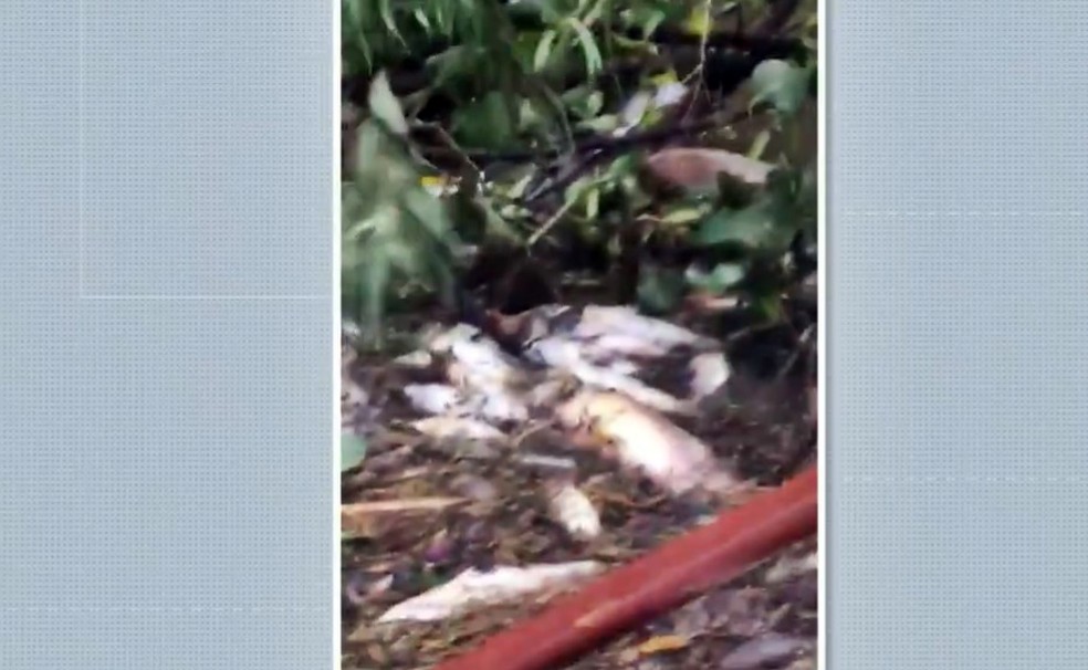 Autoridades ambientais investigam mortandade de peixes no Rio Verde, em São Lourenço — Foto: Reprodução EPTV