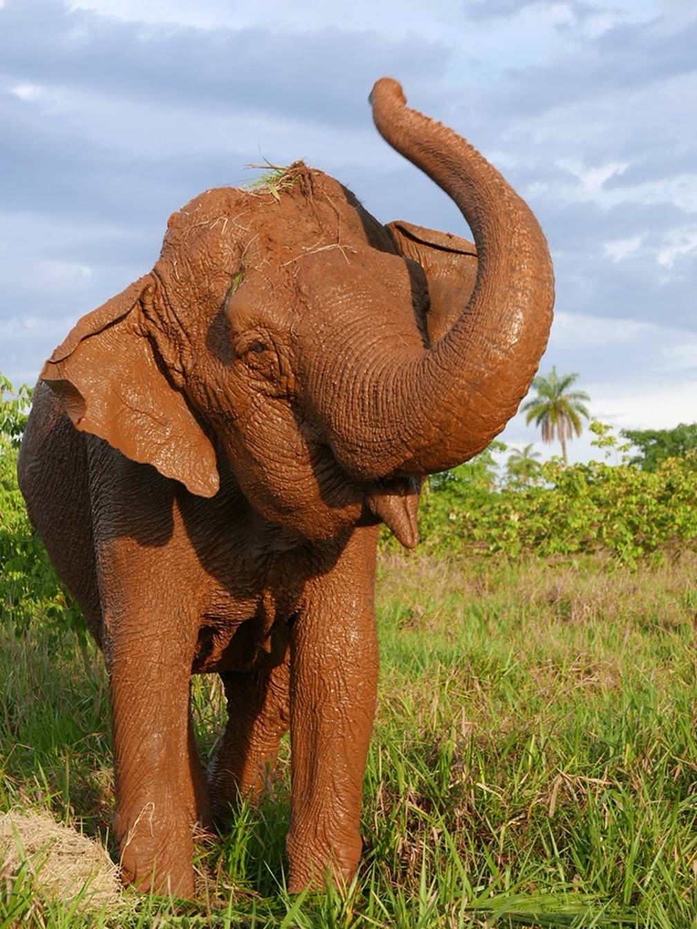 Ramba tem se adaptado bem ao novo lar — Foto: Santuário de Elefantes/Divulgação