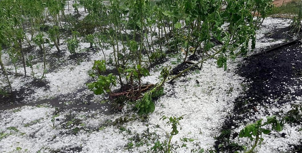 Hailstorms damaged not only coffee crops, but also beans, vegetable and other plantations — Foto: Emater-MG/Divulgação