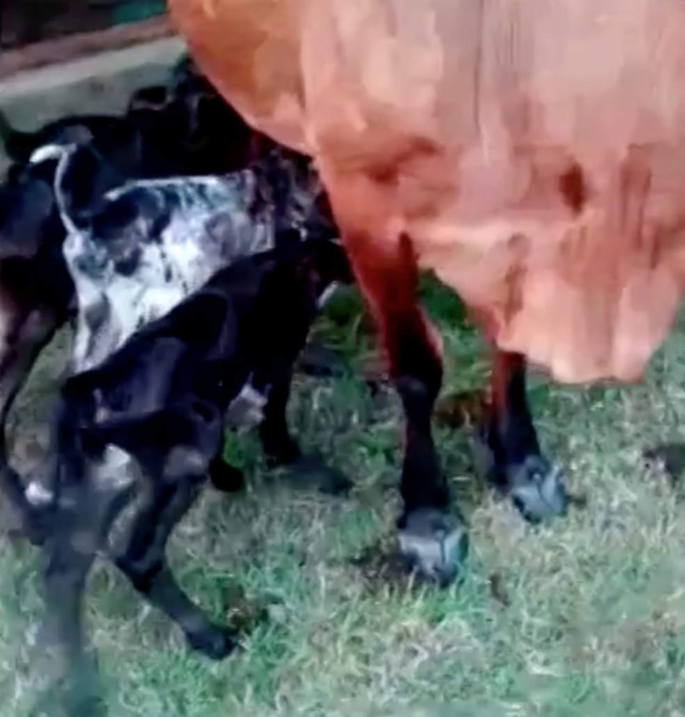 Vaca dá à luz a quatro bezerros de uma só vez em Rondônia — Foto: Reprodução