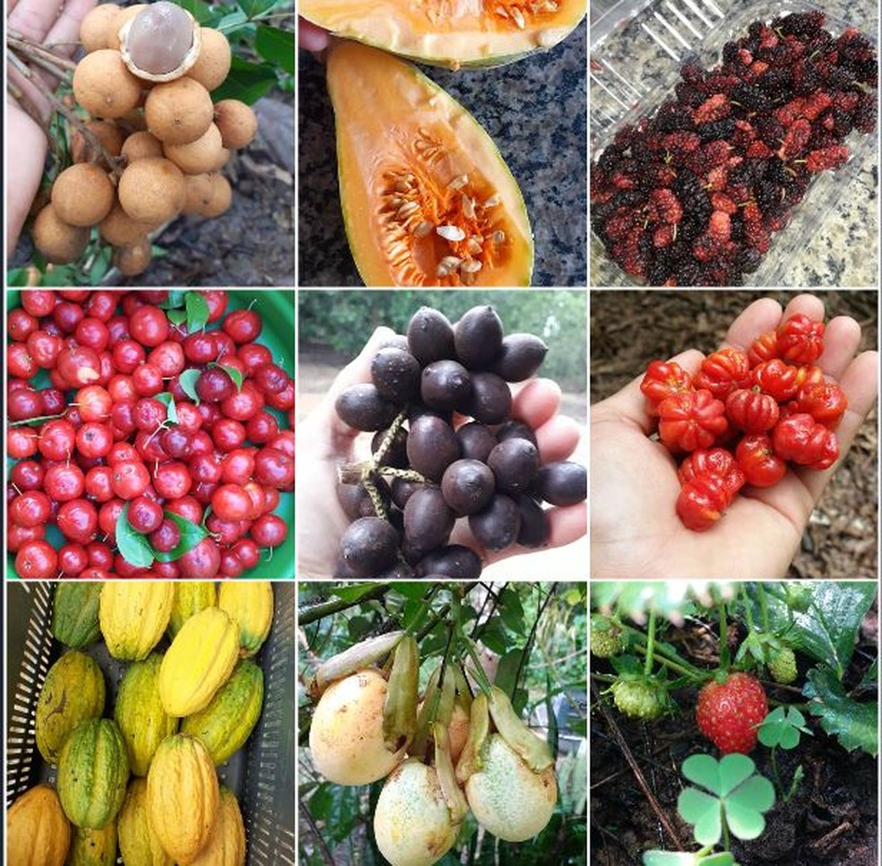 Produtos são cultivados em Rio Branco de forma orgânica  — Foto: Fabiana Nascimento/Arquivo pessoal 