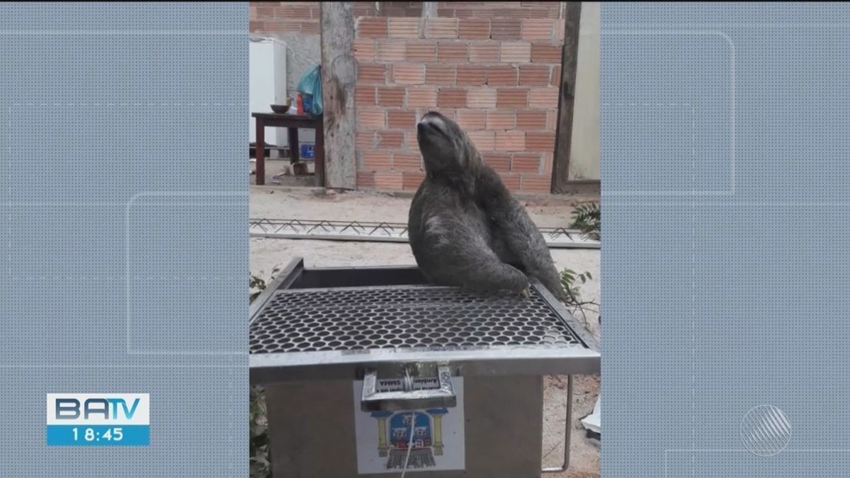 Bicho-preguiça é achado em obra na cidade de Porto Seguro, no sul da BA - Vimarsana News