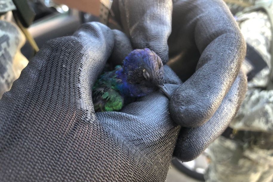 Beija-flor ferido é encontrado por moradores e resgatado no litoral de SP 