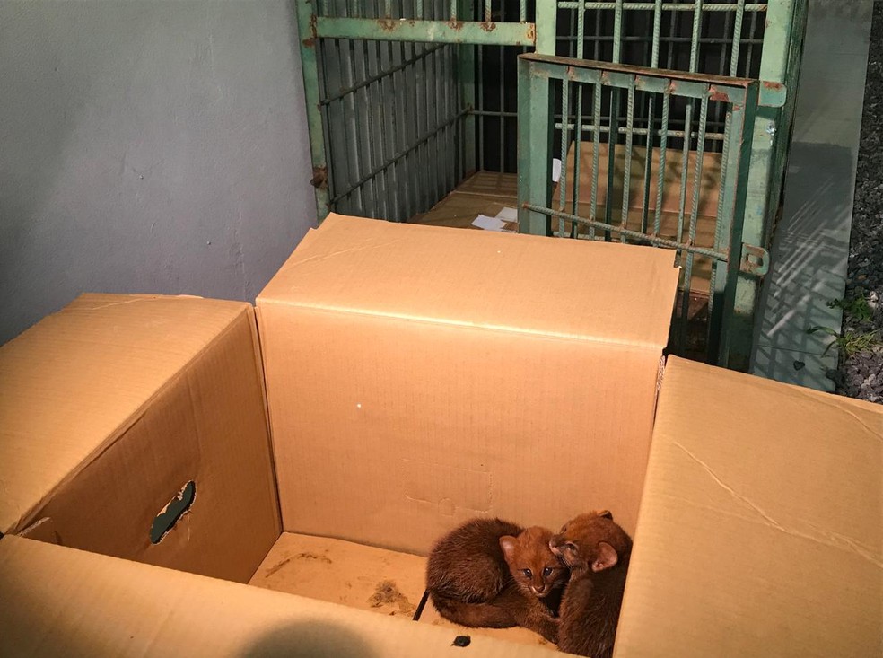 Dois filhotes de gato-mourisco foram encontrados sozinhos nessa terça-feira (2) em uma região de mata em uma fazenda em Campo Novo do Parecis — Foto: TV Centro América