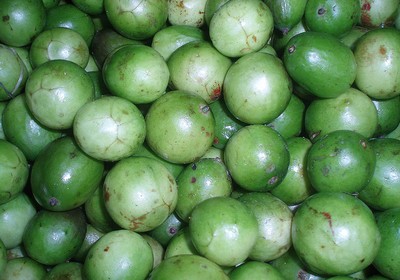 Pesquisas pretendem ampliar o uso de frutas nativas, como o umbu (Foto: Wikimedia)