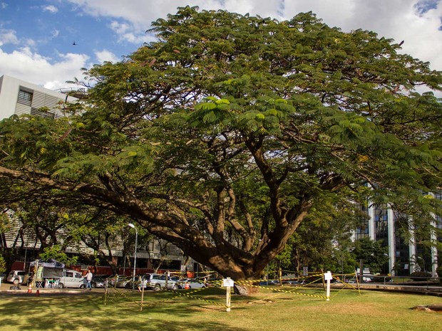 Flamboyant em tratamento no centro de Brasília; fitas de isolamento cercam a árvore, e avisos de 'cuidado' foram afixados no local (Foto: Mateus Vidigal/Site)