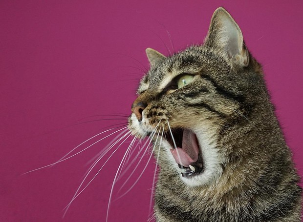 Quando há problemas urinários, por exemplo, os gatos costumam miar bastante (Foto: Pixabay/ Photosforyou/ CreativeCommons)