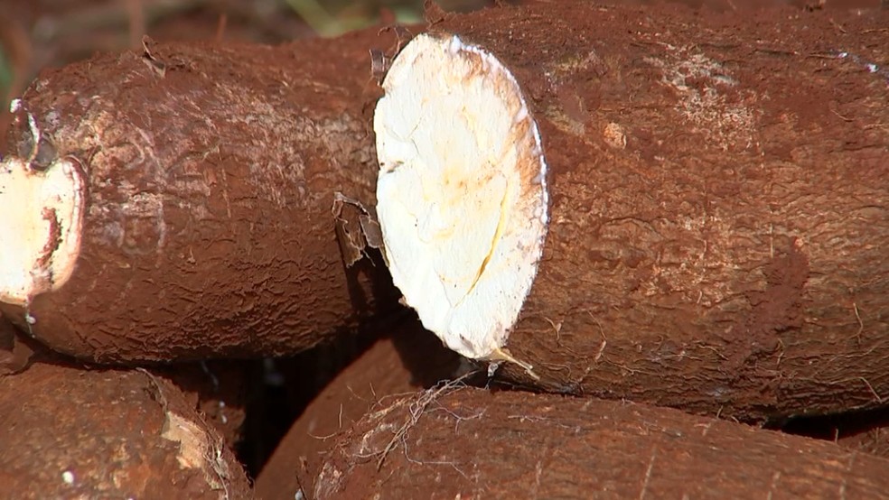 Mandioca de mesa custa, em média, R$ 1,21 em Rondônia (Foto: Reprodução/TVTEM)