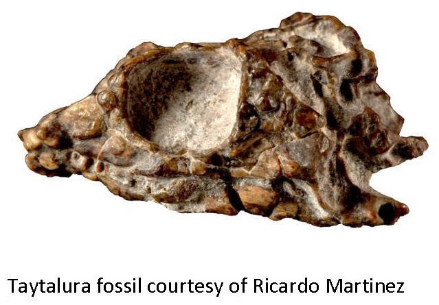 Fósil encontrado del antepasado de los reptiles (Foto: Ricardo Martínez)