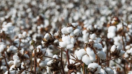Egito abre mercado para o algodão brasileiro