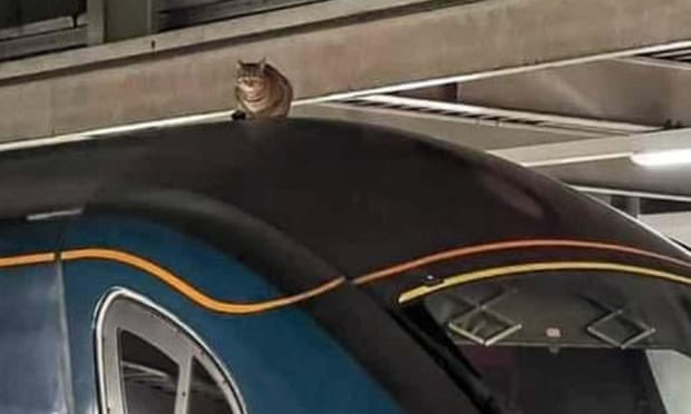 Trem foi retirado de serviço e gato ficou parado por duas horas e meia. (Foto:  Network Rail / PA)