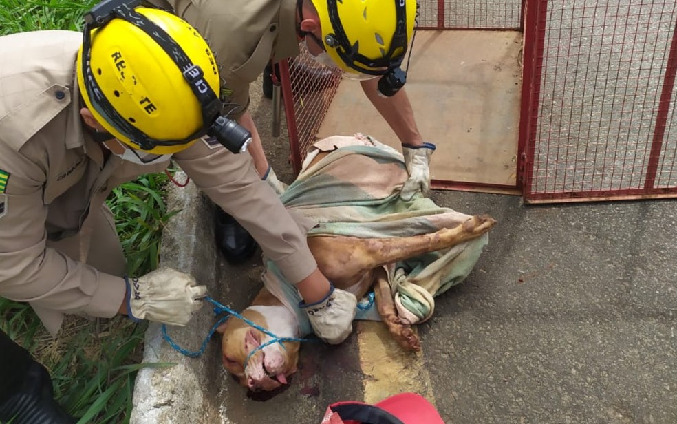 Bombeiros resgatam cachorro que foi agredido e arrastado amarrado a moto — Foto: Reprodução/TV Anhanguera