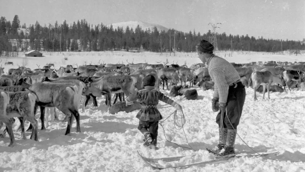 As crianças sami ajudam os pais desde pequenas a marcar as renas, como nesta foto de 1955 — Foto: GETTY IMAGES via BBC