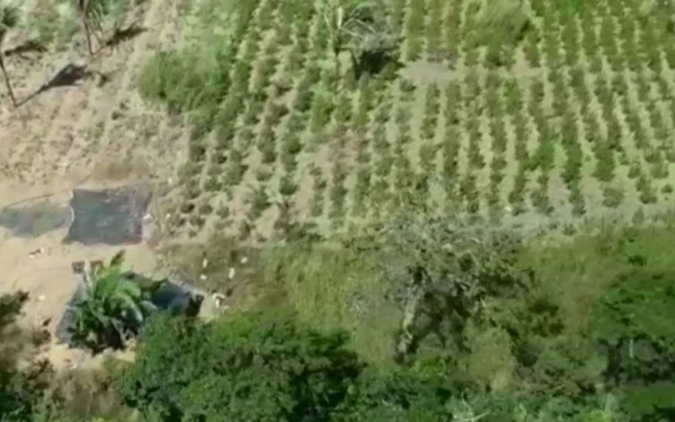 Plantação de 9 mil pés de maconha encontrada pela Polícia Militar em Niquelândia, Goiás — Foto: Reprodução/TV Anhanguera