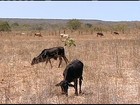 Pecuaristas do PI ainda sofrem os efeitos da estiagem prolongada