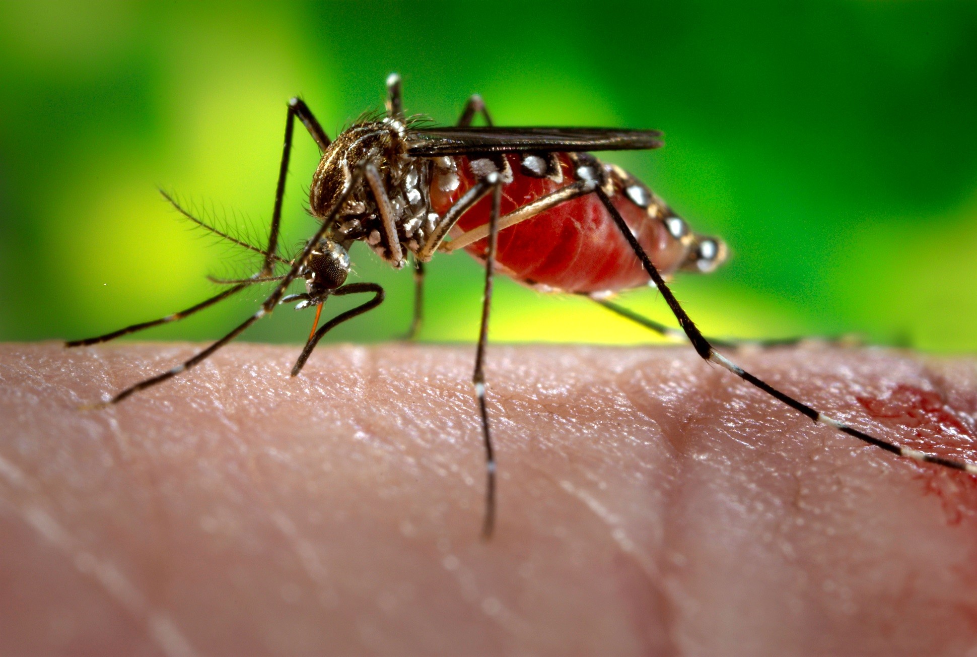 Estudo não especifica quais os sorotipos de dengue que podem trazer imunidade ou resistência ao zika (Foto: Centers for Disease Control/ Creative Commons)