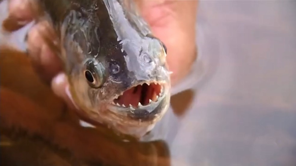 Peixamento deve reduzir ataques de piranhas — Foto: Reprodução/TV TEM