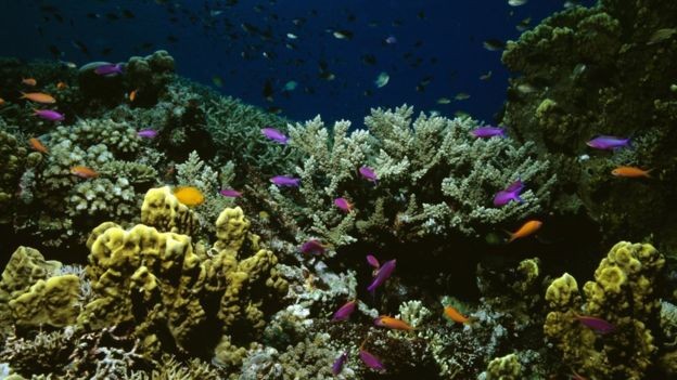 A Grande Barreira de Corais, ameaçada pelo branqueamento dos recifes, faz parte do Patrimônio Mundial da Humanidade (Foto: GETTY IMAGES/BBC News Brasil)