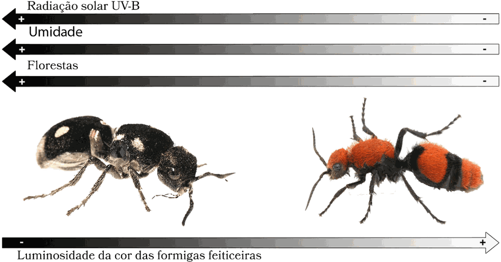 Formigas-feiticeiras ajudam cientistas a entender influência do ambiente na cor das espécies — Foto: Jornal da USP