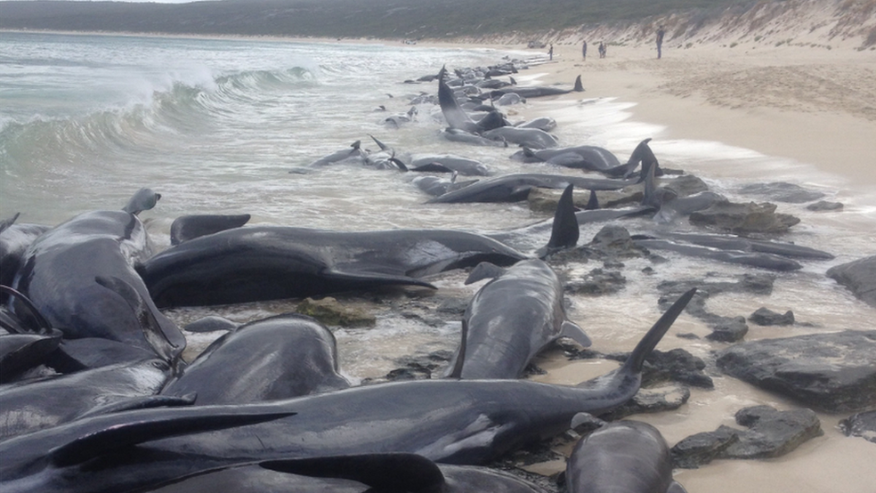 Baleias foram encontradas primeiro por pescador em praia da Austrália (Foto: Governo da Austrália Ocidental)