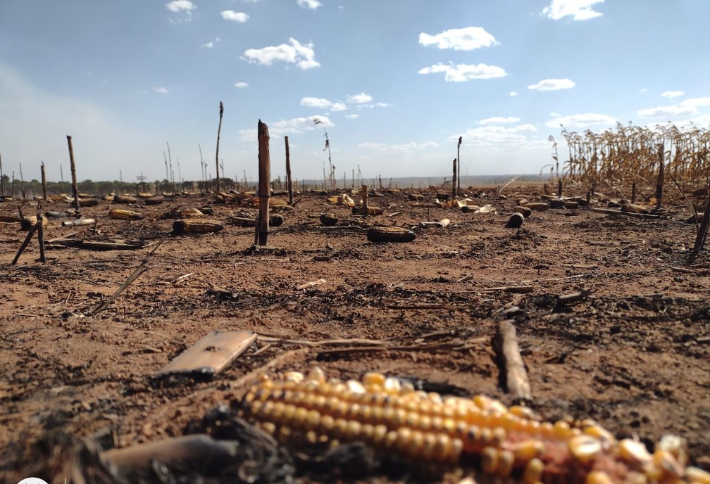 Incêndio começou em área de palhada — Foto: Alexandre Perassoli/CAFM