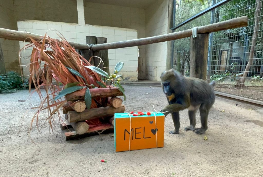 Animais ganham presentes com tema de festa julina em zoológico no interior de SP