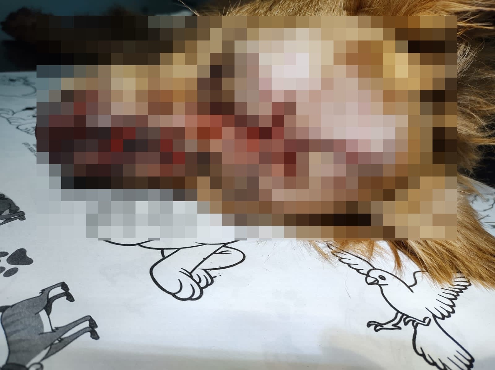 Homem é preso em flagrante após agredir cachorro com golpes de faca em Campo Belo, MG