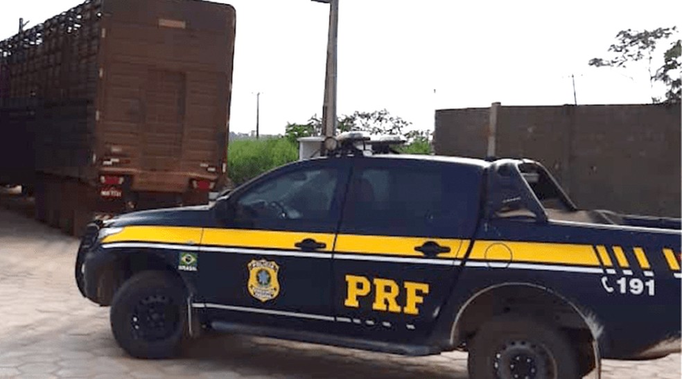 PRF apreende 70 bois vivos durante fiscalização na rodovia BR-230, em Altamira, sudoeste do Pará — Foto: Polícia Rodoviária Federal