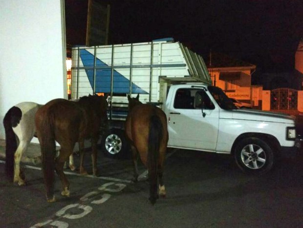 Dupla é presa após furtar cavalos em propriedade rural de Itu (Foto: Polícia Rodoviária/Divulgação)