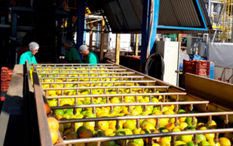 Processamento da laranja em fábrica da Naturacitrus — Foto: Divulgação