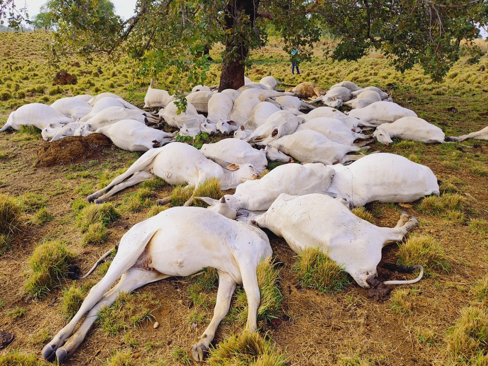 Gado morreu após queda de raio em Colméia — Foto: Divulgação