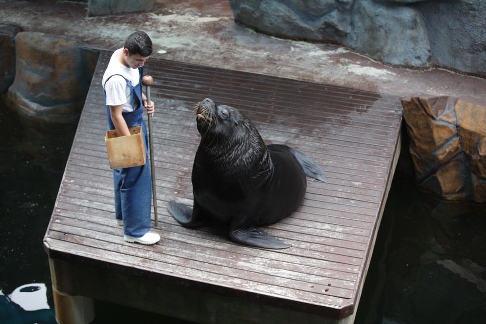 Leao Marinho Do Aquario De Santos Morreu De Isquemia Intestinal Diz Prefeitura Santos E Regiao G1