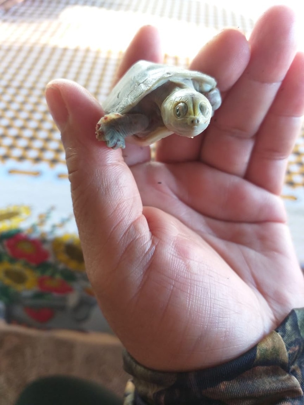 Segundo especialista, a espécie com esse tipo de defeito genético não costuma viver muito por causa dos predadores.  — Foto: Mara Carvalho/Rede Amazônica