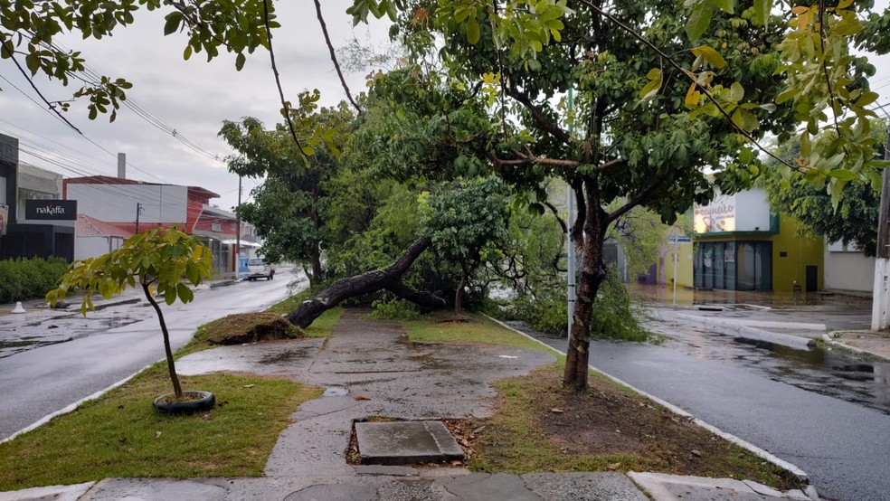 Galhos da árvore ficaram caídos na avenida em Maceió, impedindo a passagem dos carros — Foto: Erik Maia/TV Gazeta