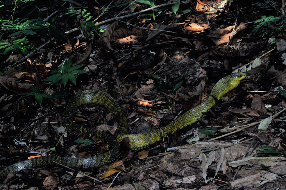 Cobra da espécie Spilotes sulphureus, conhecida como papa-pinto, podem alcançar até 2,7 metros de comprimento. — Foto: Divulgação/Alexandre Almeida
