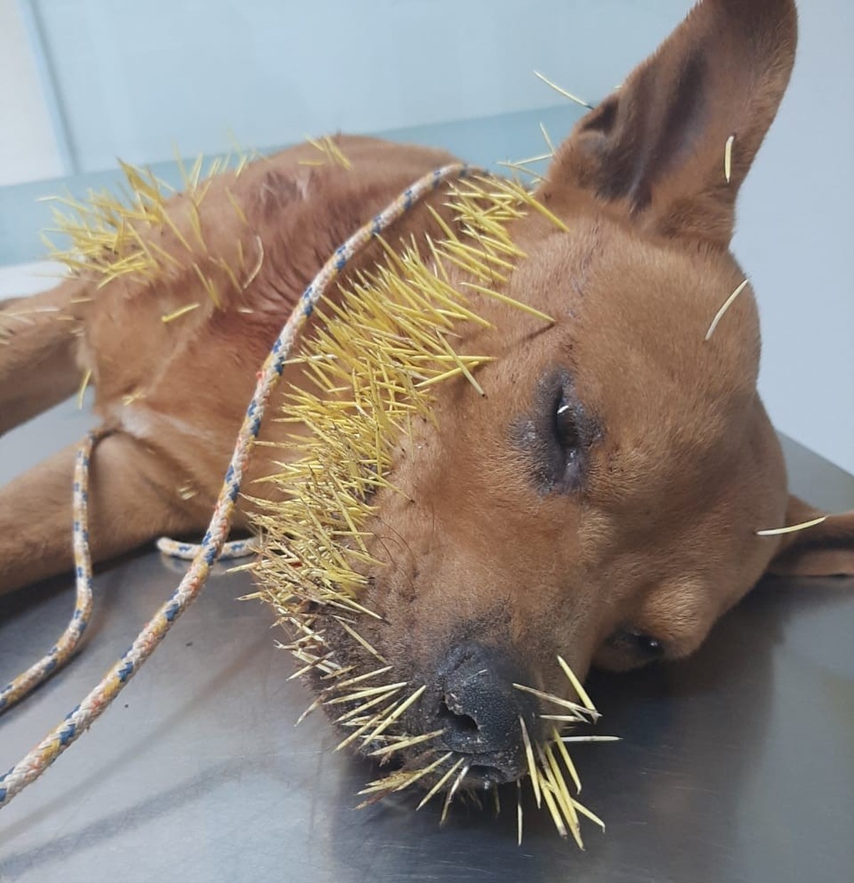 Cachorro é resgatado após ficar com dezenas de espinhos de ouriço na boca,  focinho e corpo em Araras | São Carlos e Araraquara | G1
