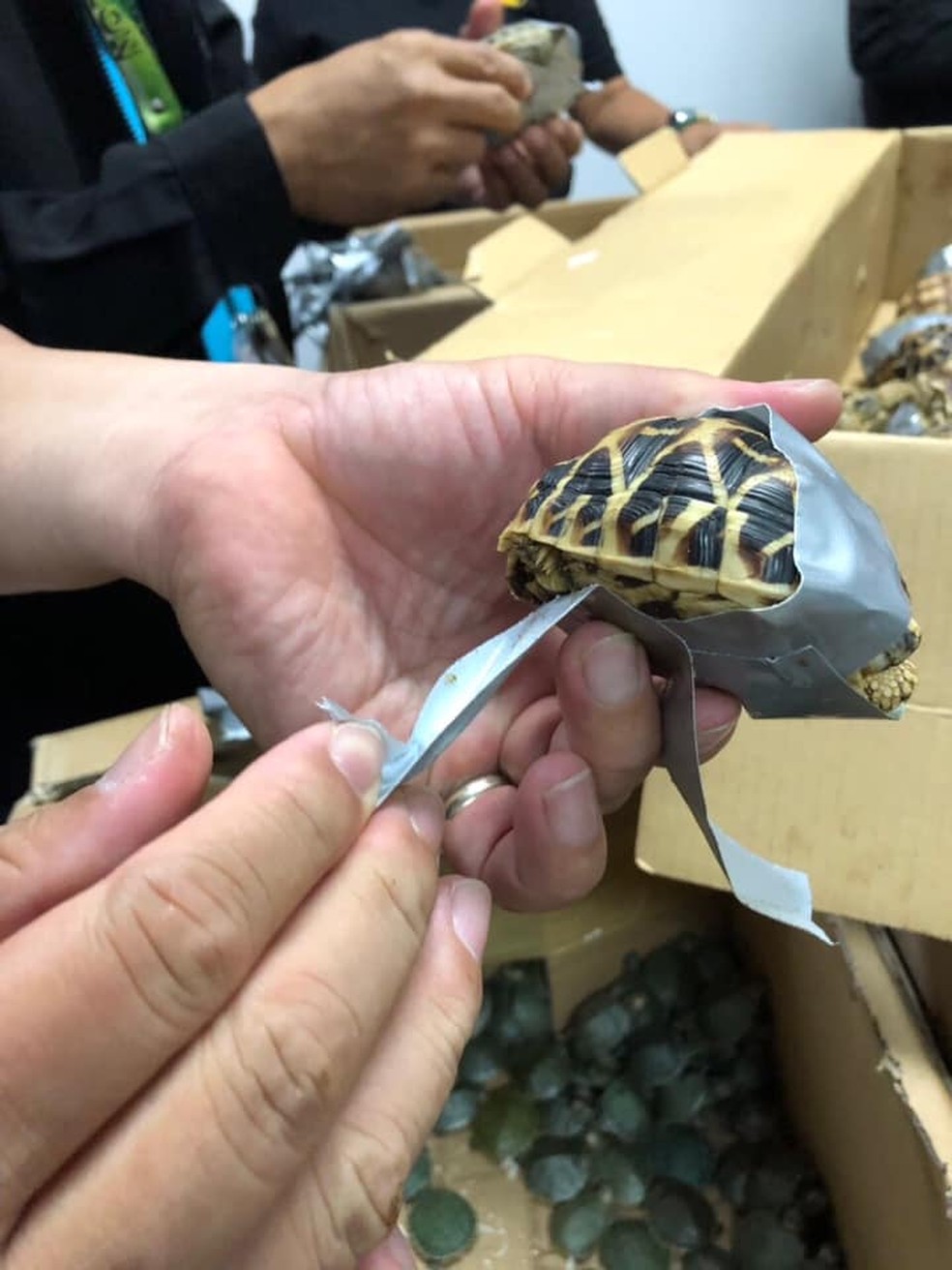 Tartarugas de espÃ©cies raras estavam abandonadas envoltas em fitas adesivas â€” Foto: Bureau of Customs Naia/Facebook