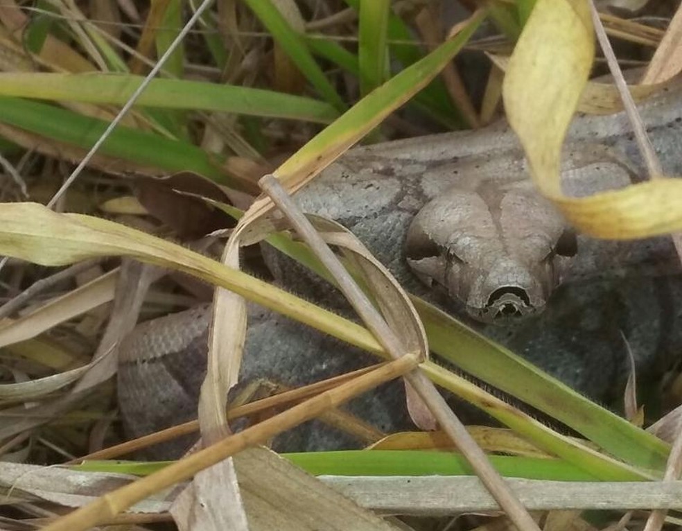Funcionários da prefeitura acharam réptil no painel de caminhão (Foto: Corpo de Bombeiros/Divulgação)