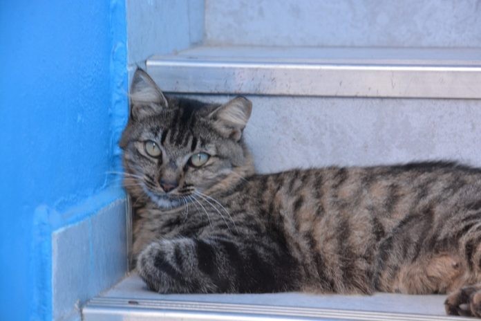 Maricá, RJ, terá campanha de adoção de pets no domingo e cadastro para castração na segunda-feira