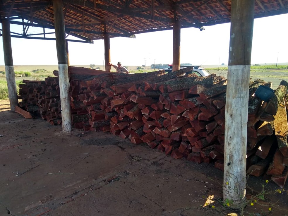 Em Cândido Mota, toras de madeira foram encontradas sem certificação de origem  — Foto: Polícia Ambiental / Divulgação