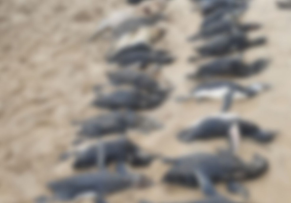 Quase 600 pinguins foram achados mortos após ciclone — Foto: PMP/ Divulgação 