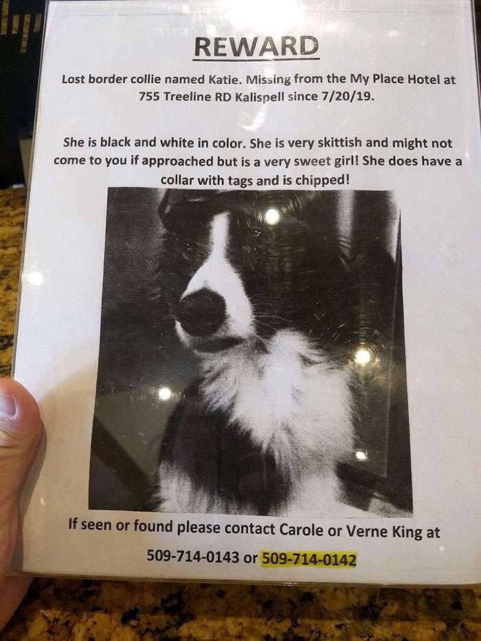 Mulher pede demissão e passa 57 dias procurando cachorro desaparecido (Foto: Reprodução)