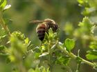 Agricultores investem em planta nativa com propriedades terapêuticas