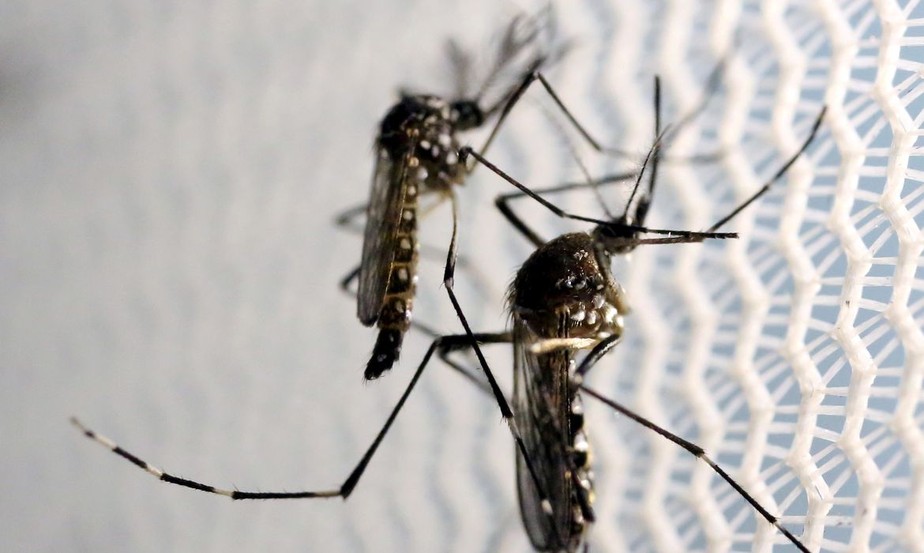 Enquanto o primeiro é o Aedes aegypti, o pernilongo é o Culex quinquefasciatus