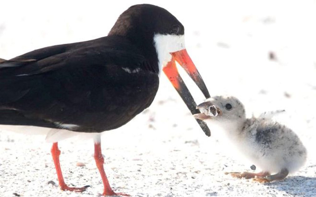 Foto mostra pássaro alimentando filhote com bituca de cigarro | Natureza |  G1