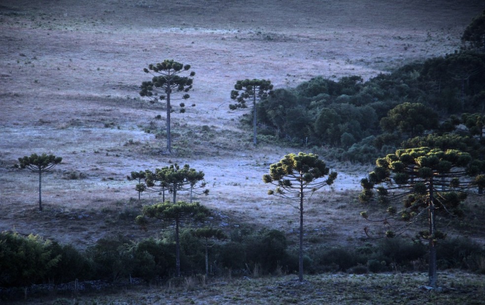 Em São Joaquim fez frio intenso e geada no amanhecer  — Foto: Mycchel Legnaghi / São Joaquim Online