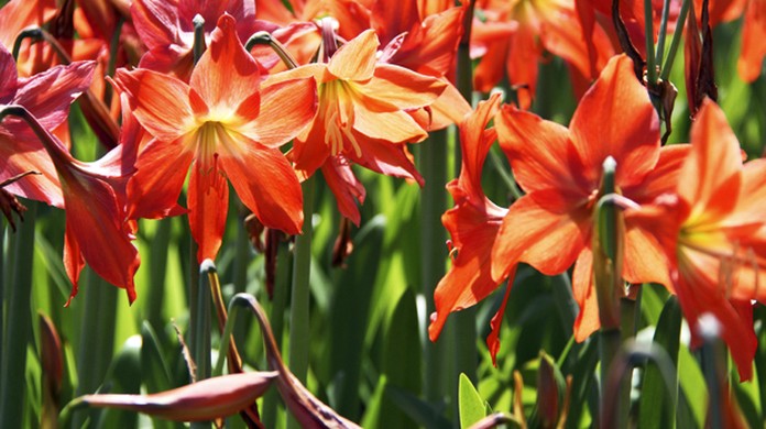 G1 - Açucena não possui caule e tem grandes flores de cores variadas -  notícias em Flora