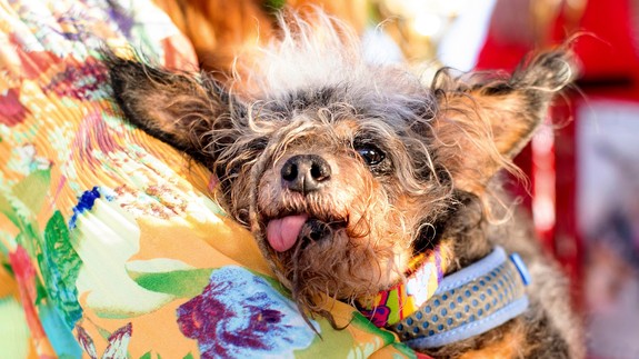 Scamp é eleito o cão mais feio do mundo de 2019 (Foto: Reprodução/Mashable)