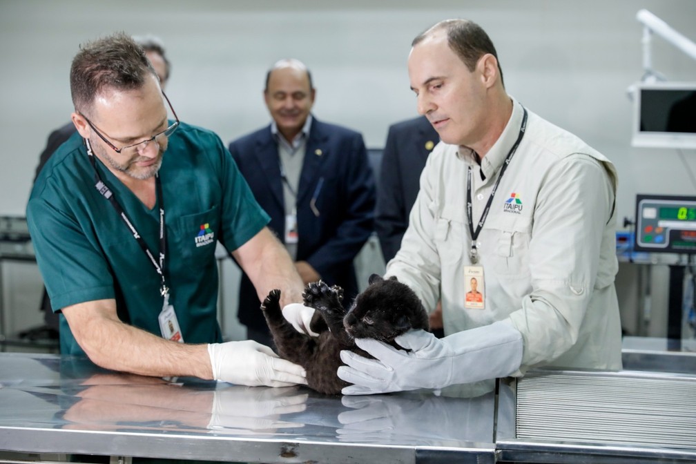 Espécie dos filhotes de onça é ameaçada de extinção. — Foto: Kiko Sierich/Divulgação